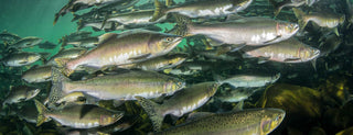 Clear, profile view of a large school of salmon swimming