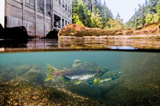 Split screen image of fish and a pool of water outside a dam spillway