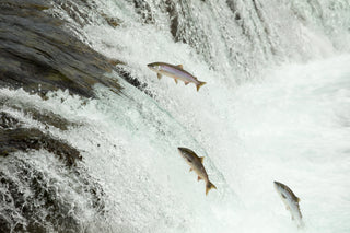 3 salmon in mid air leaping up against a wall of water going against the current