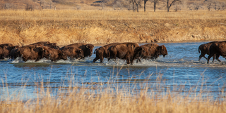 Bison: A Better Way To Eat Red Meat