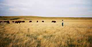 How Bison Are Restoring America's Grasslands
