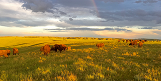 Bison Sourcing