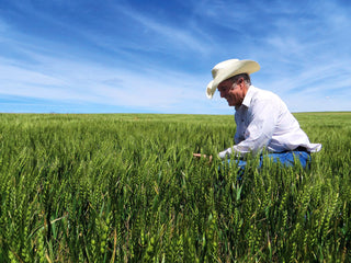 Bob Quinn in a white shirt, jeans, and hat, squatting down in a field of lentils, looking at growth