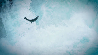 A salmon leaping mid air against a wall of water