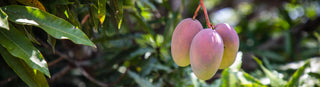 Trio of mangoes hanging in lush green tree