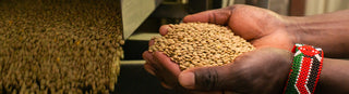 Hands with beaded bracelet holding dried green lentils