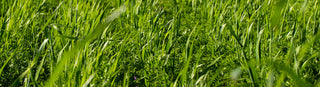 Close shot of growing plants in field