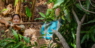 A mango farmer reaches up into a tree with a pole and cloth bag, to harvest a fresh mango