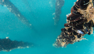 Columns of mussels stretch down into turquoise blue water