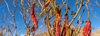 Aji Criolo chiles drying on the vine 