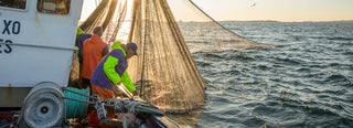 Workers on a fishing boat raise a large net of anchovies to be used for Patagonia Provisions Spanish White Anchovies, with the sun low on the horizon and gulls overhead
