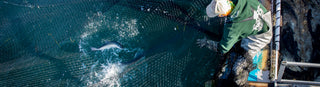 Looking down at fisherman pulling in net with salmon inside