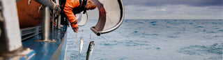 Mackerel fisherman leaning out of boat to pull in fish