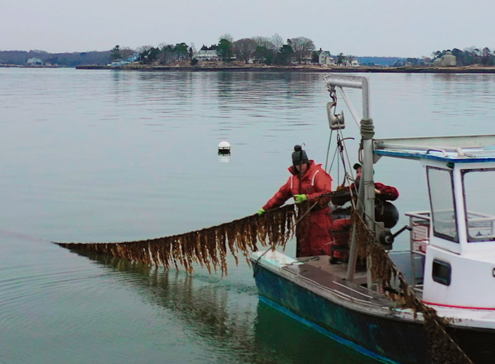 A man harvesting kelp on his boat