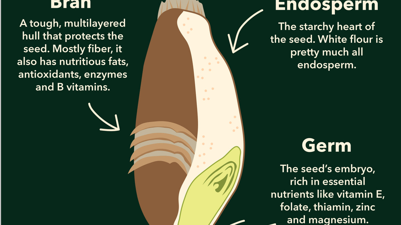 Diagram of a grain of wheat