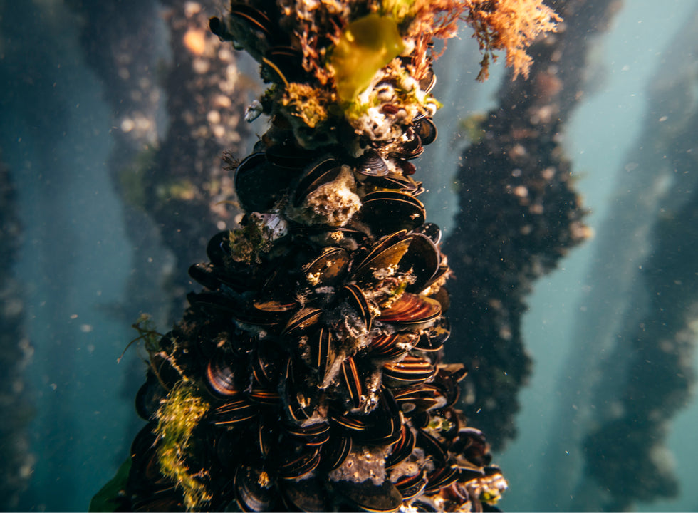 Mussels growing on a rope underwater