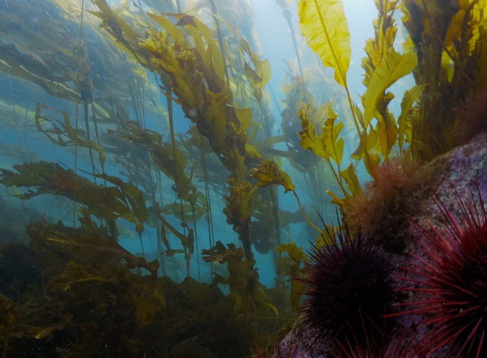 Kelp in blue ocean water with sea urchin