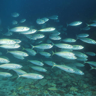 Smoked Jack Mackerel