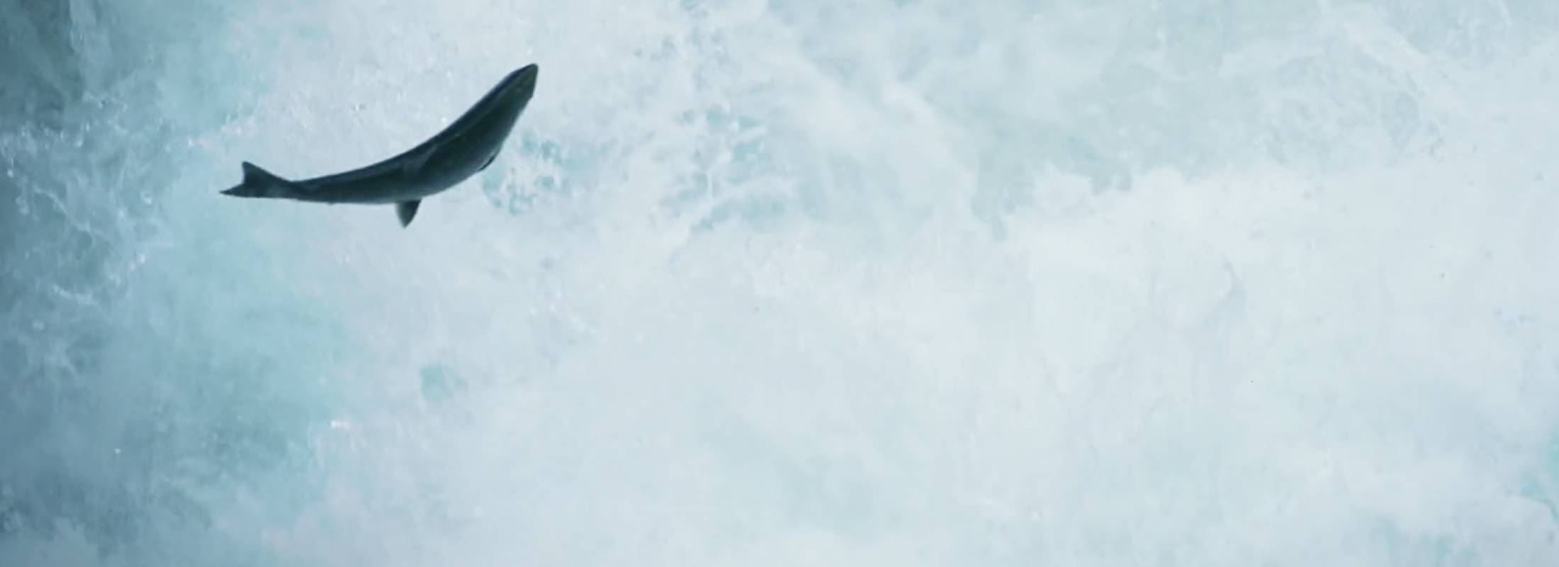 A salmon flies up in the air in front of rushing ice blue falling water