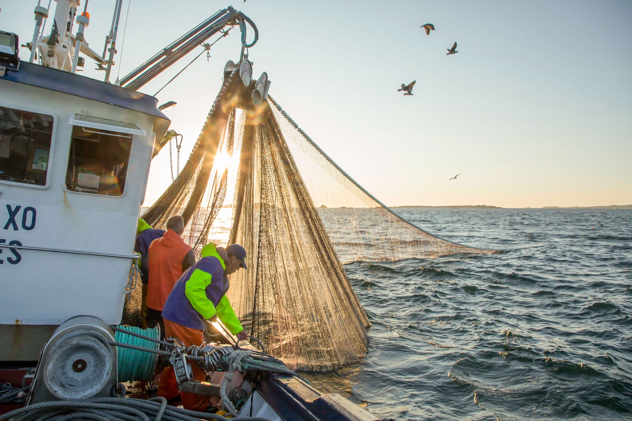 Workers on a fishing boat raise a large net of anchovies to be used for Patagonia Provisions Spanish White Anchovies, with the sun low on the horizon and gulls overhead