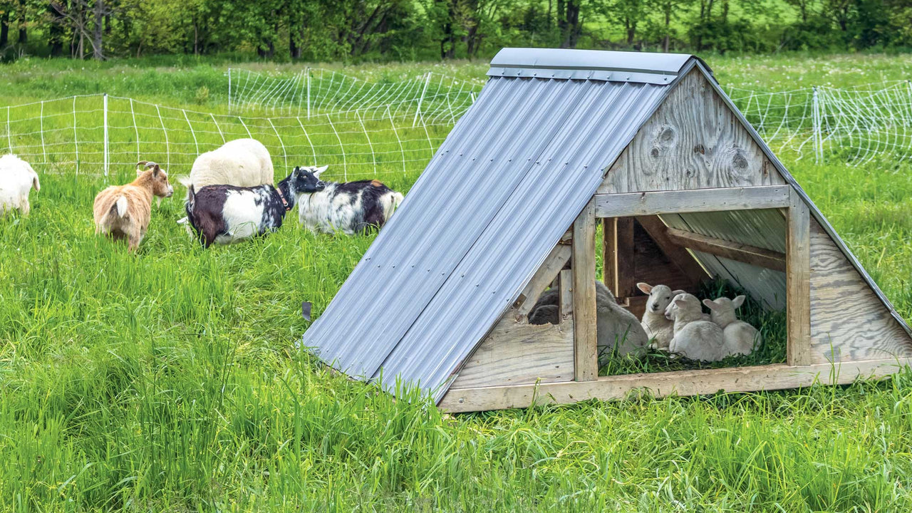 Field with livestock and small shelter