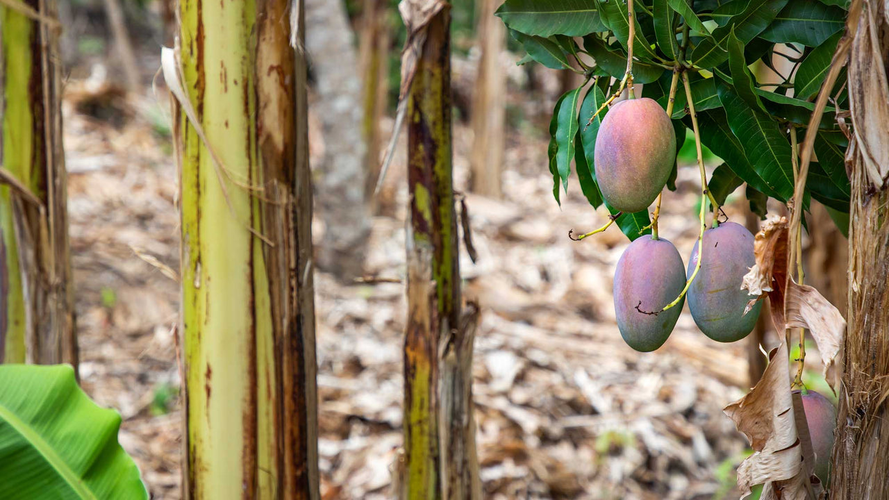 Mangos growing on trees in Nicaragua