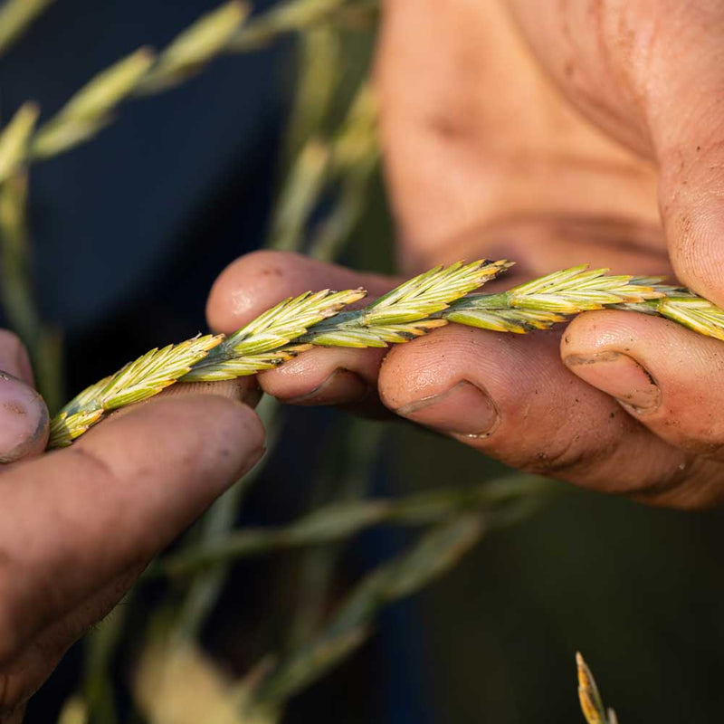 Kernza Perennial Grain Information Patagonia Provisions