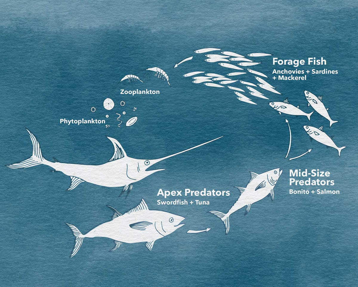An illustration of the ocean food chain, from apex predators to phytoplankton