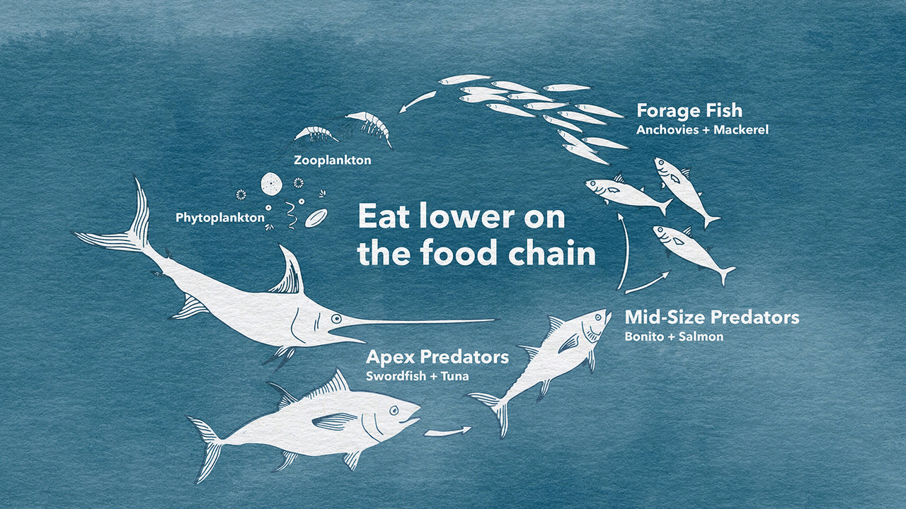 An illustration in white on a blue wash background demonstrates the circle of the undersea food chain