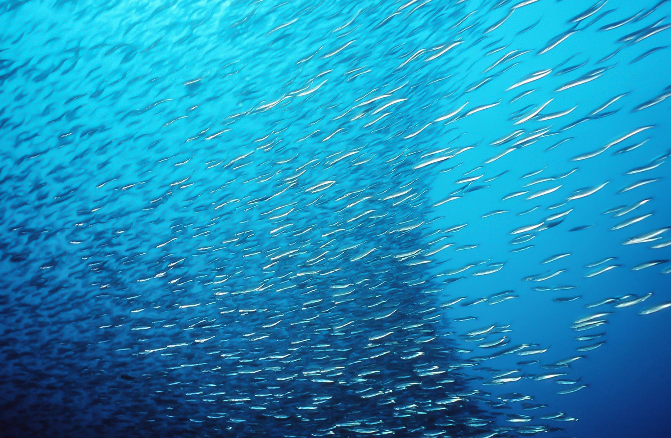 European anchovies swimming in a school underwater