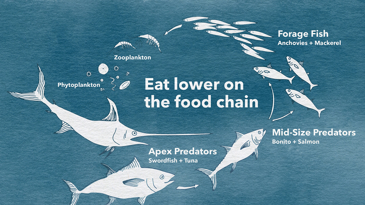 Illustration of the seafood food chain