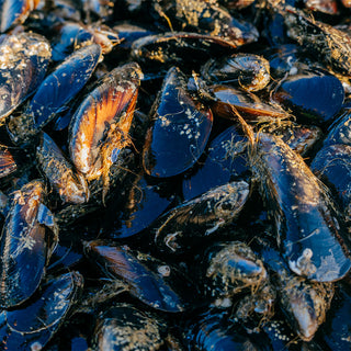 Our mussels grow on long underwater ropes suspended from wooden rafts (bateas). As they grow, these filter feeders improve the health of the waters around them and provide habitat for other species. Ría de Arousa, Galicia, Spain. Photo by Amy Kumler