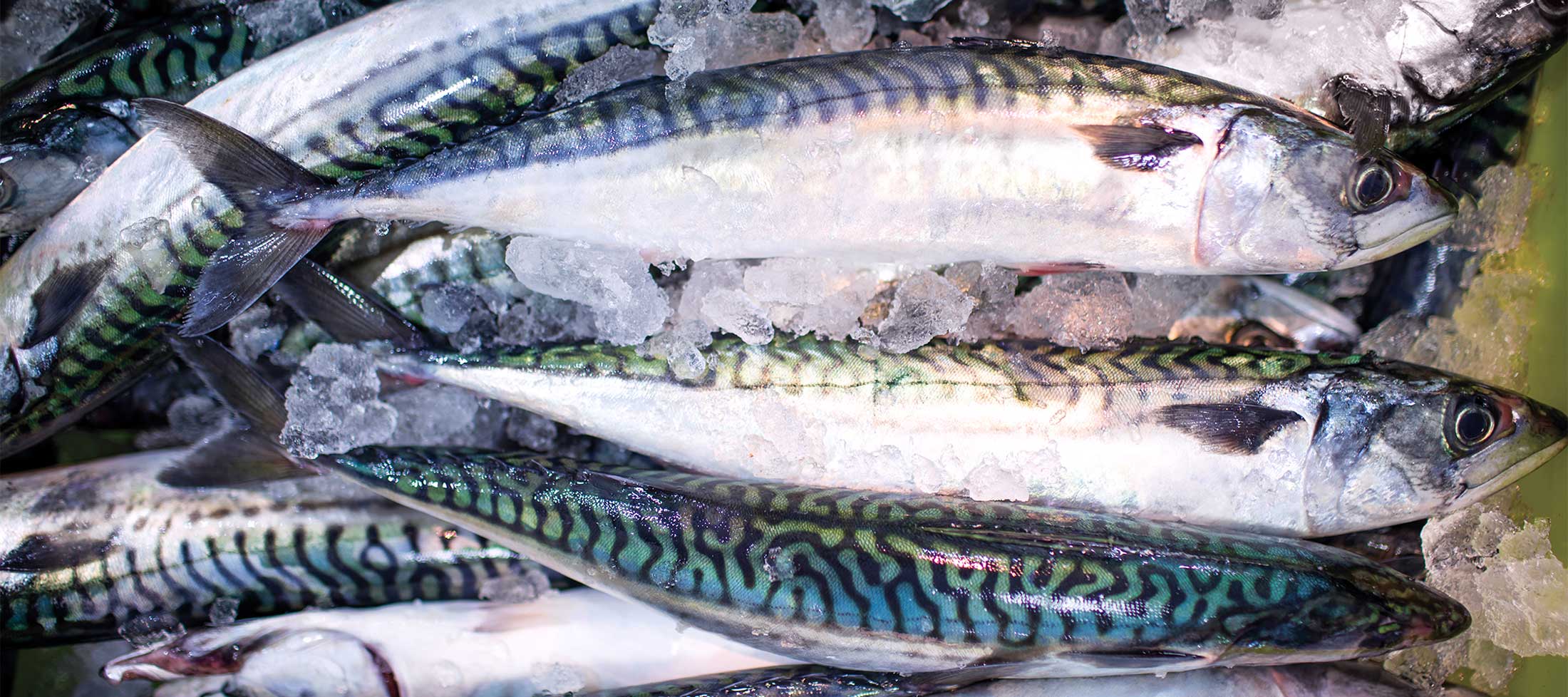 The market’s Atlantic mackerel are fresh off the local boats.