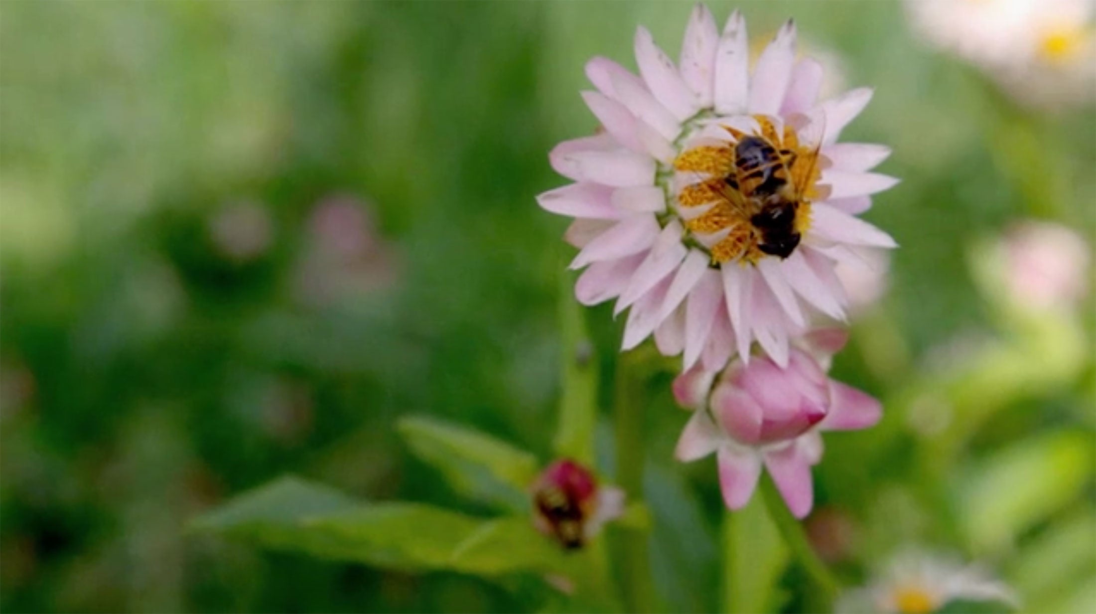 Close shot of a honey bee pollinating a pale pink flower