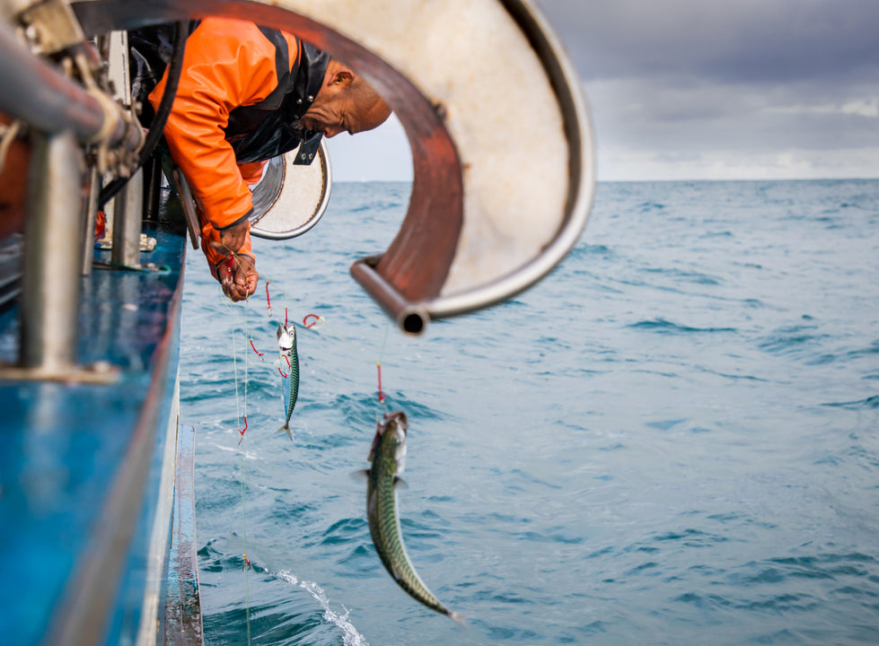 Image of a fisherman fulling mackerel from the ocean off a boat