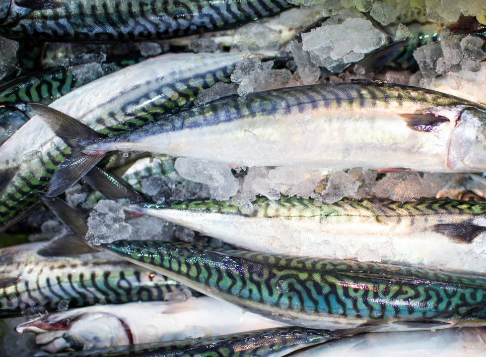 Fresh mackerel on ice