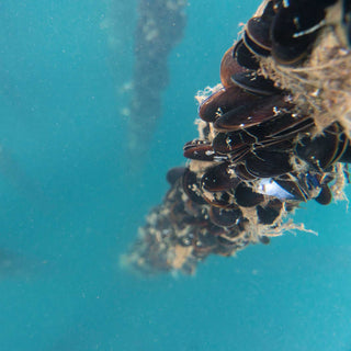 An underwater column of mussels descends into a blue-green ocean