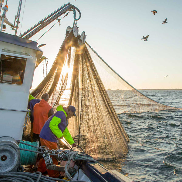 Workers on a fishing boat raise a large net of anchovies to be used for Patagonia Provisions Spanish White Anchovies, with the sun low on the horizon and gulls overhead