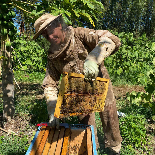 A beekeeper in full protective clothing, pulls up a rack of bees