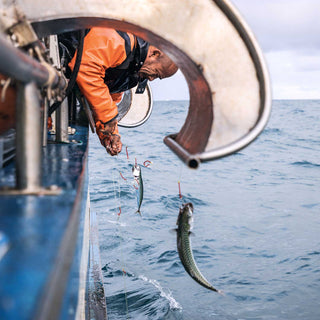A Mackerel fisherman in orange jacket leans over the side of a boat to pulls mackerel off of a line of hooks